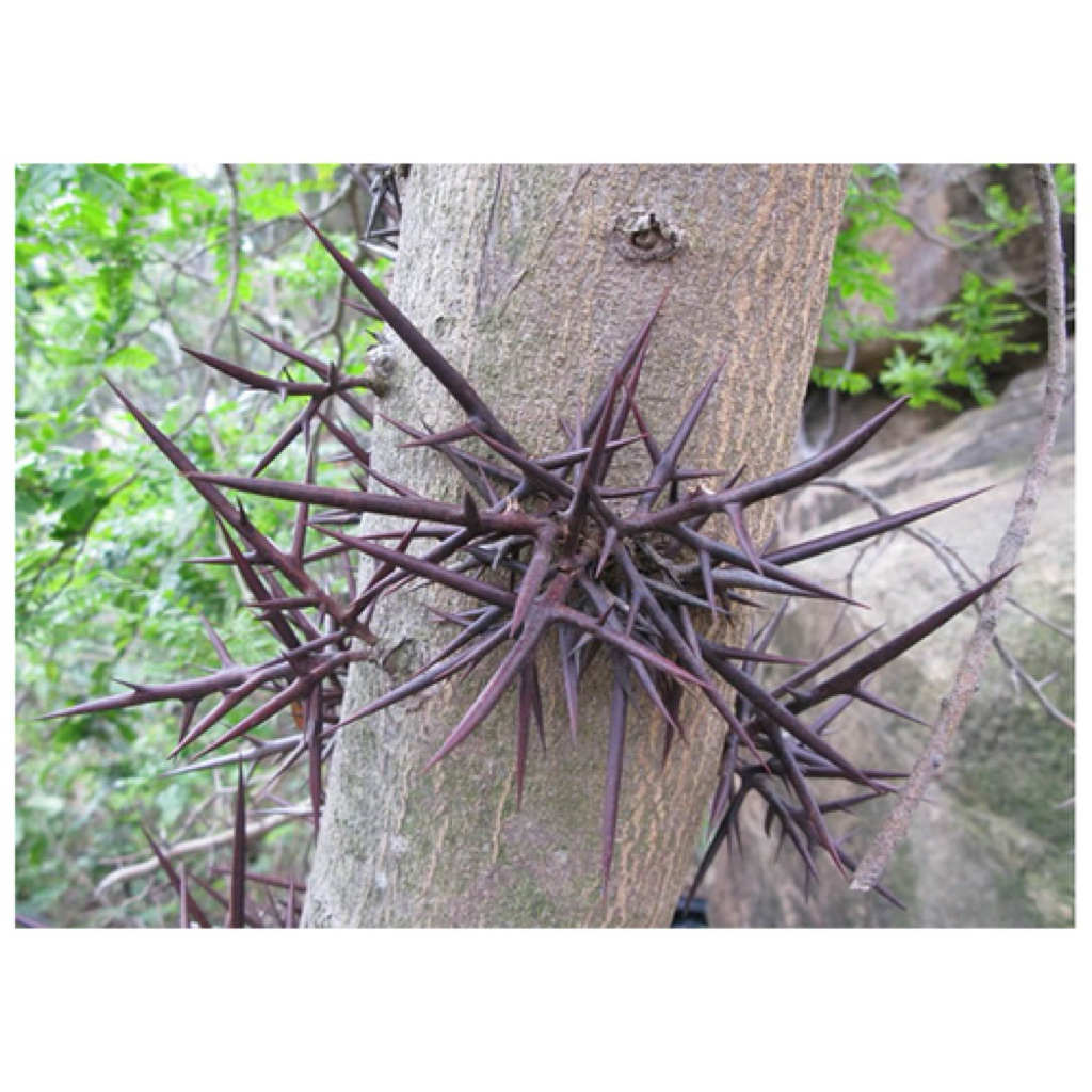 gai bồ kết khô túi 9 gai