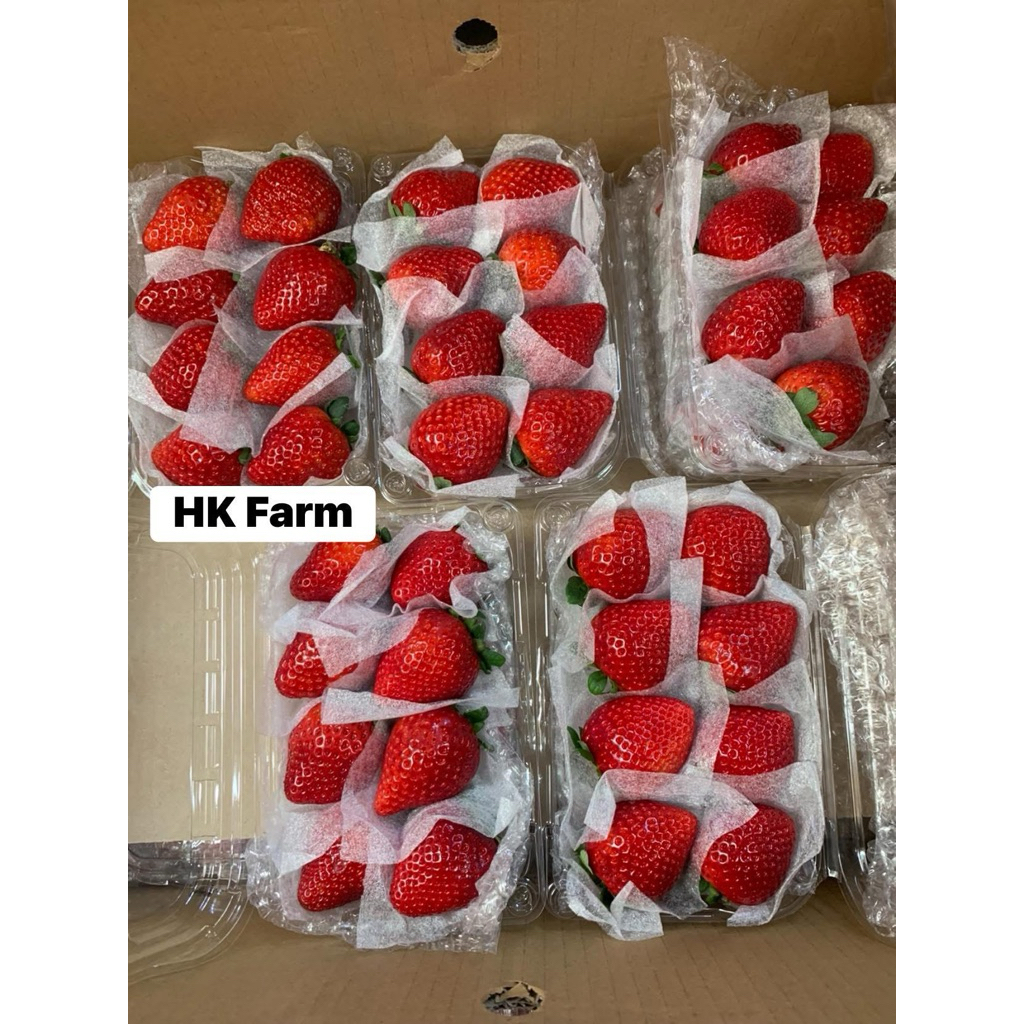 Dâu Tây Kẹo HiChi size Vip 15-16 quả/ 1hộp 500g