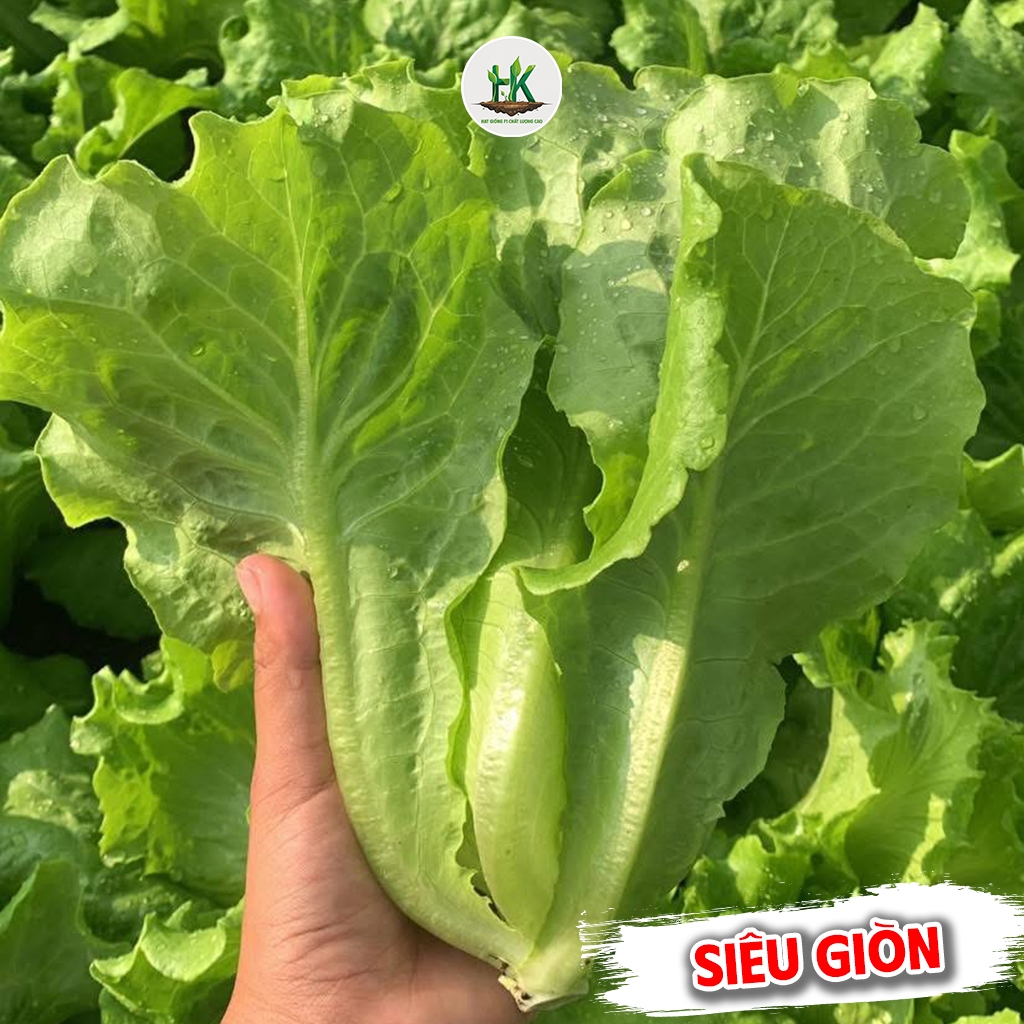 Hạt giống Xà Lách Italy Chuẩn F1, Siêu Giòn, Siêu Ngọt, Búp To, Trồng Quanh Năm - HK Seeds