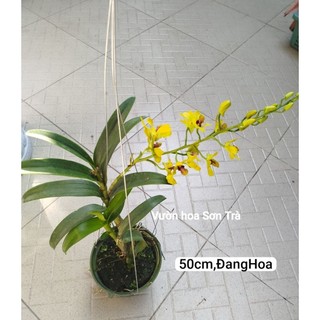 (VHST giao trong ngày) CÂY HOA LAN DENDRO NẮNG hoa vàng.