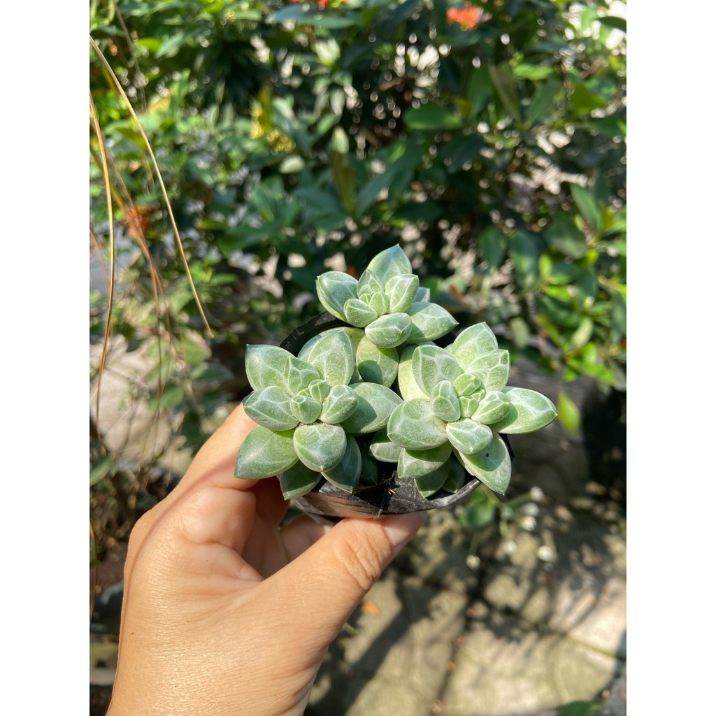 [Mã giảm 100% đơn 50k] Sen bộ ba (kim cương trắng)