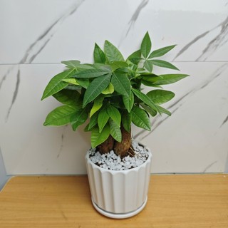 ( ship toàn quốc) Cây Kim ngân 3 củ để bàn kèm chậu sứ dễ chăm sóc cao 25-30cm