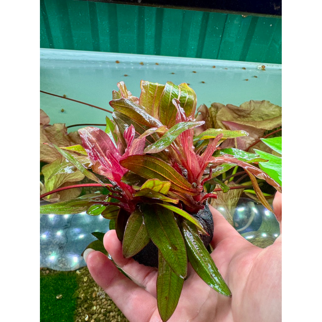 Trầu Red Rubin gắn giá thể