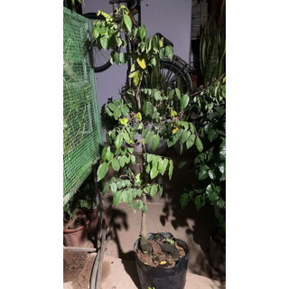 1 Cây khế ngọt sz to