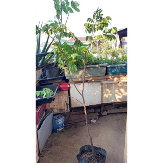 1 Cây khế ngọt sz to