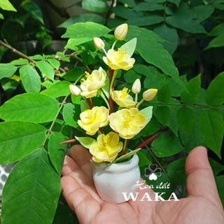 Hoa Đất Sét Mini - Mai - Đào Tết Mini 02