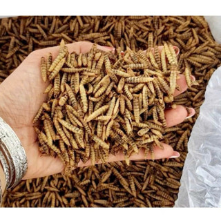 [LOẠI 1] Sâu canxi sấy khô giàu đạm cho gà, cá, chim, chuột hamster,...