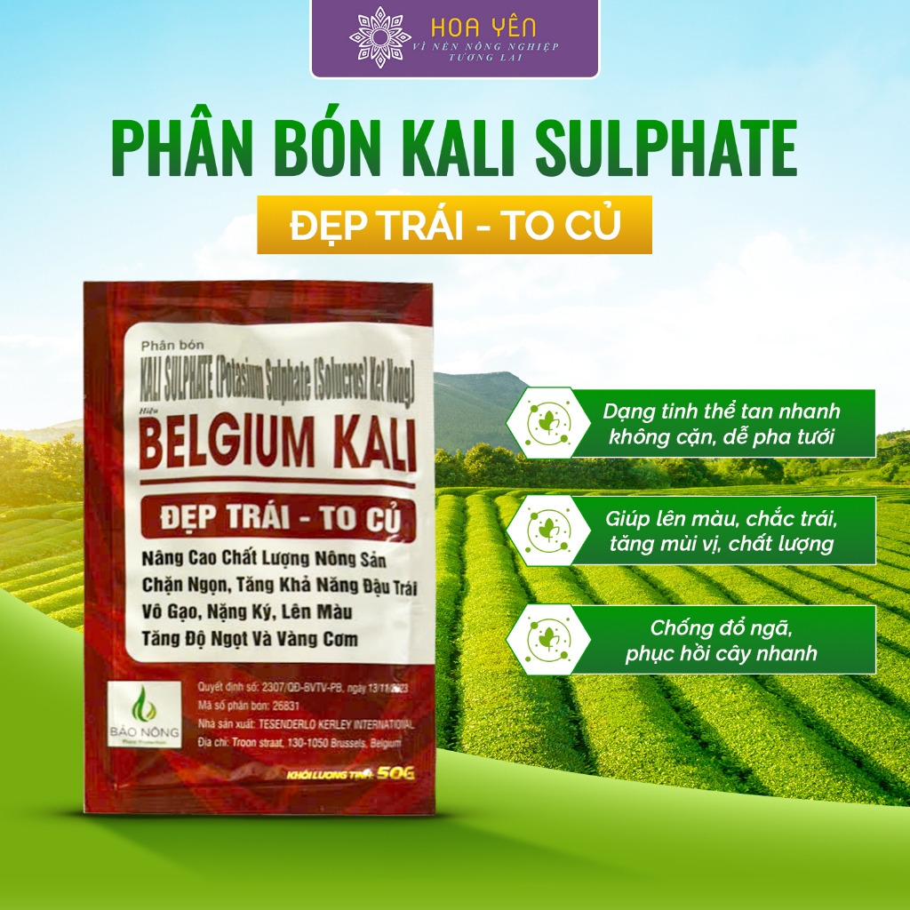 (4 gói 50 gr) Belgium Kali Sulphate K2SO4 – Tăng Vị Trái, Lên Màu Đẹp, K2O 51% – ĐẤT MÙN HOA YÊN