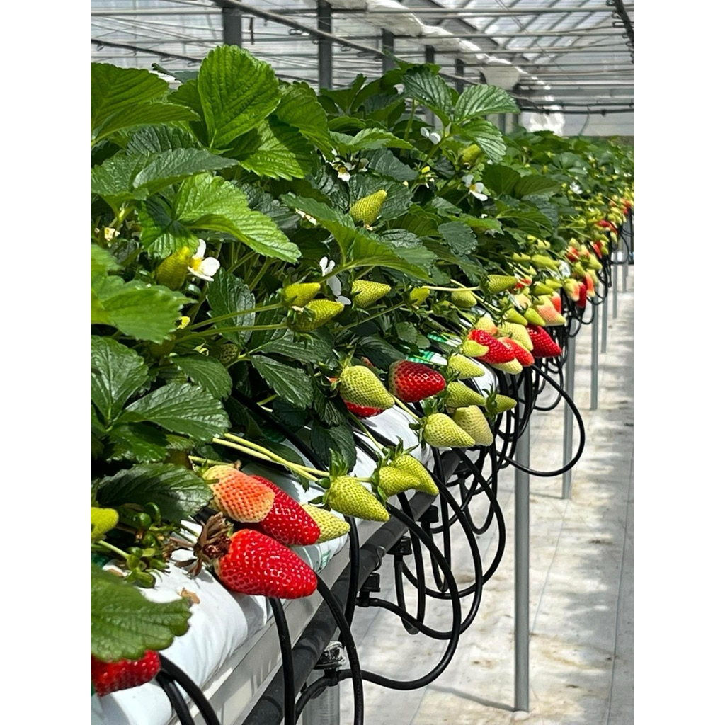 [Hoả tốc] Combo 20 cây dâu tây cấy mô (8 giống)