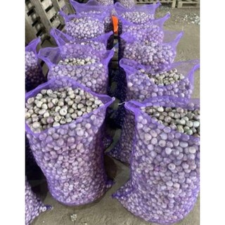 TỎI KINH MÔN HẢI DƯƠNG
