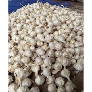 TỎI KINH MÔN HẢI DƯƠNG