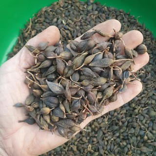 liên kiều 1kg