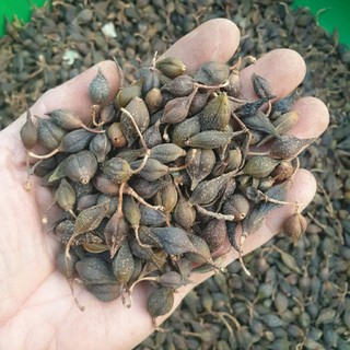 liên kiều 1kg