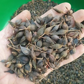 liên kiều 1kg