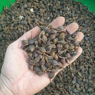 liên kiều 1kg