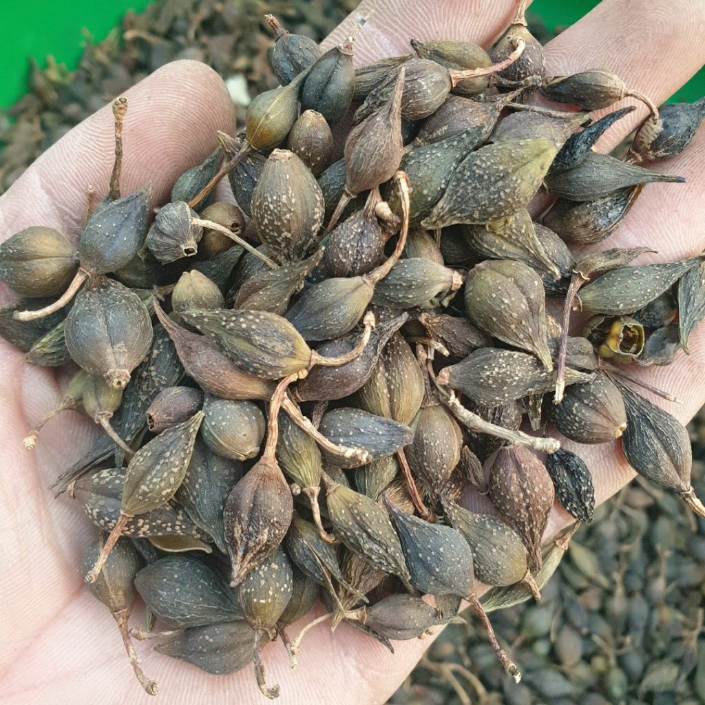 liên kiều 1kg