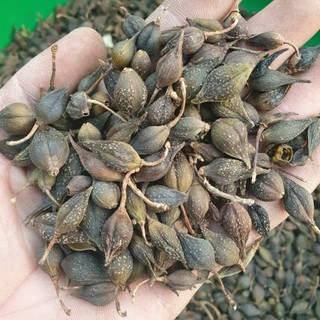 liên kiều 1kg