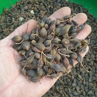 liên kiều 1kg