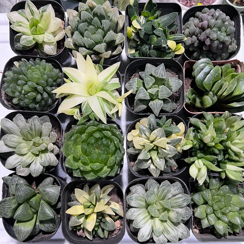 sen đá kim cương các loại (haworthia) size 8-9cm. Mua từ 2 cây tặng sen đá mini bất kì