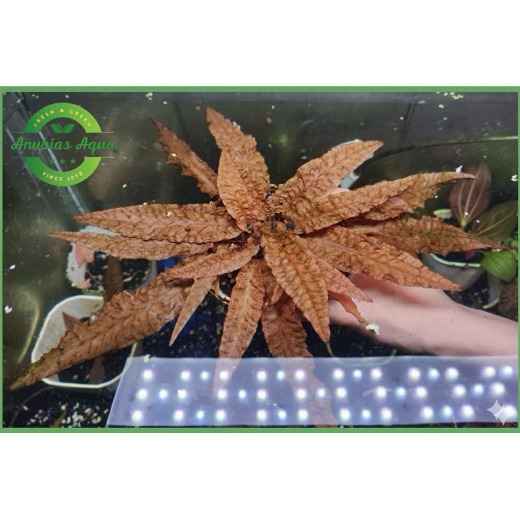 Tiêu Thảo Flamingo Nâu đỏ (Cryptocoryne wendtii 'Flamingo')