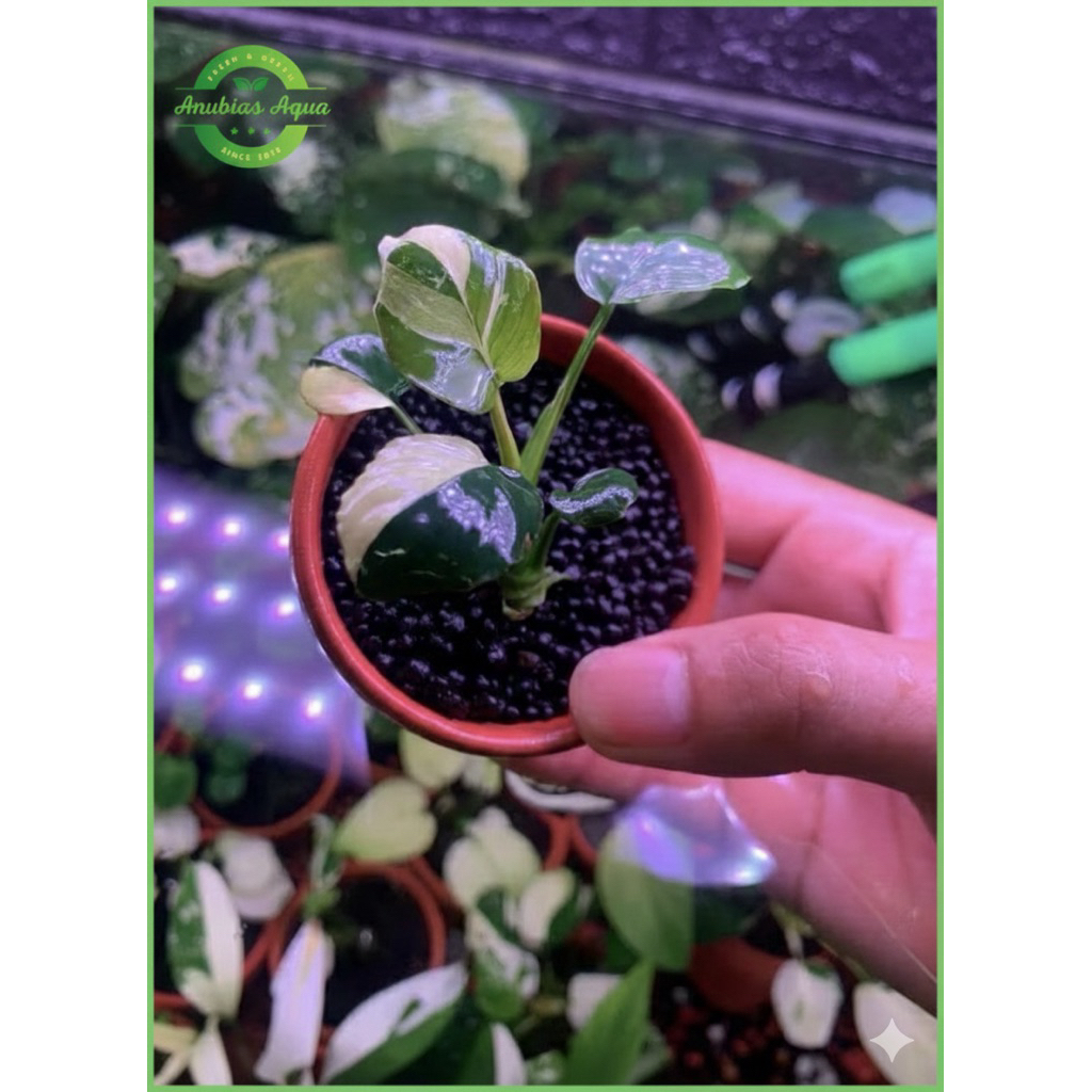 Ráy PanCoin ( Anubias coin panda Var )