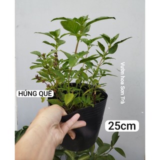 (VHST giao trong ngày) RAU CÁC LOẠI - CÂY RAU HÚNG QUẾ.