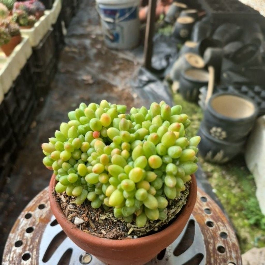 sen đá cổ thụ kim cương xanh crest Đà Lạt