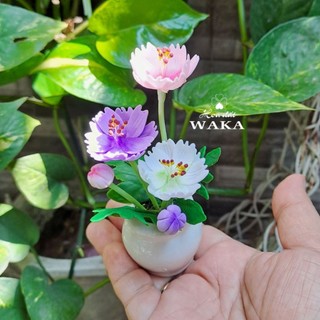 Hoa Đất Sét Mini- Chậu Sao Nhái Mini 12cm