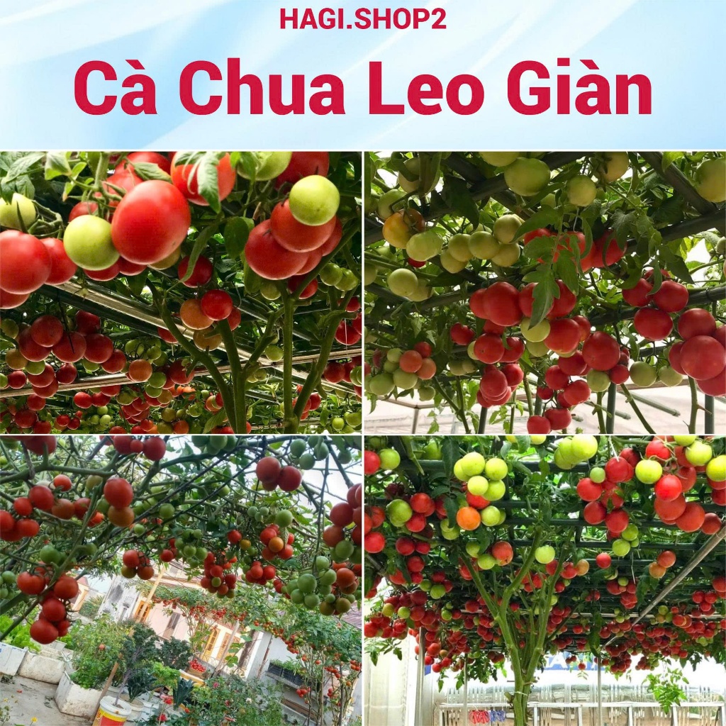 Hạt giống cà chua leo giàn HAGI.SHOP