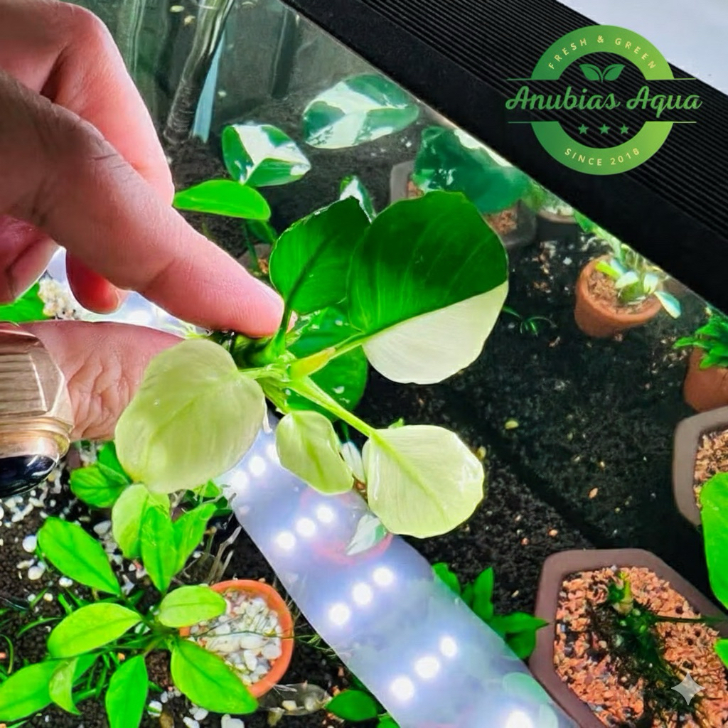 Ráy Panda (Anubias nana panda)