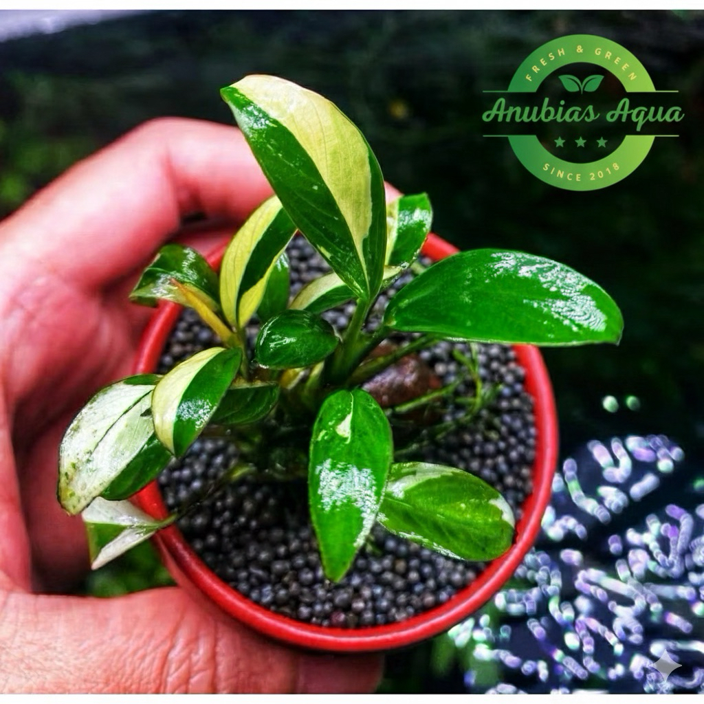 Ráy Panda lá dài (Anubias Panda congesis)