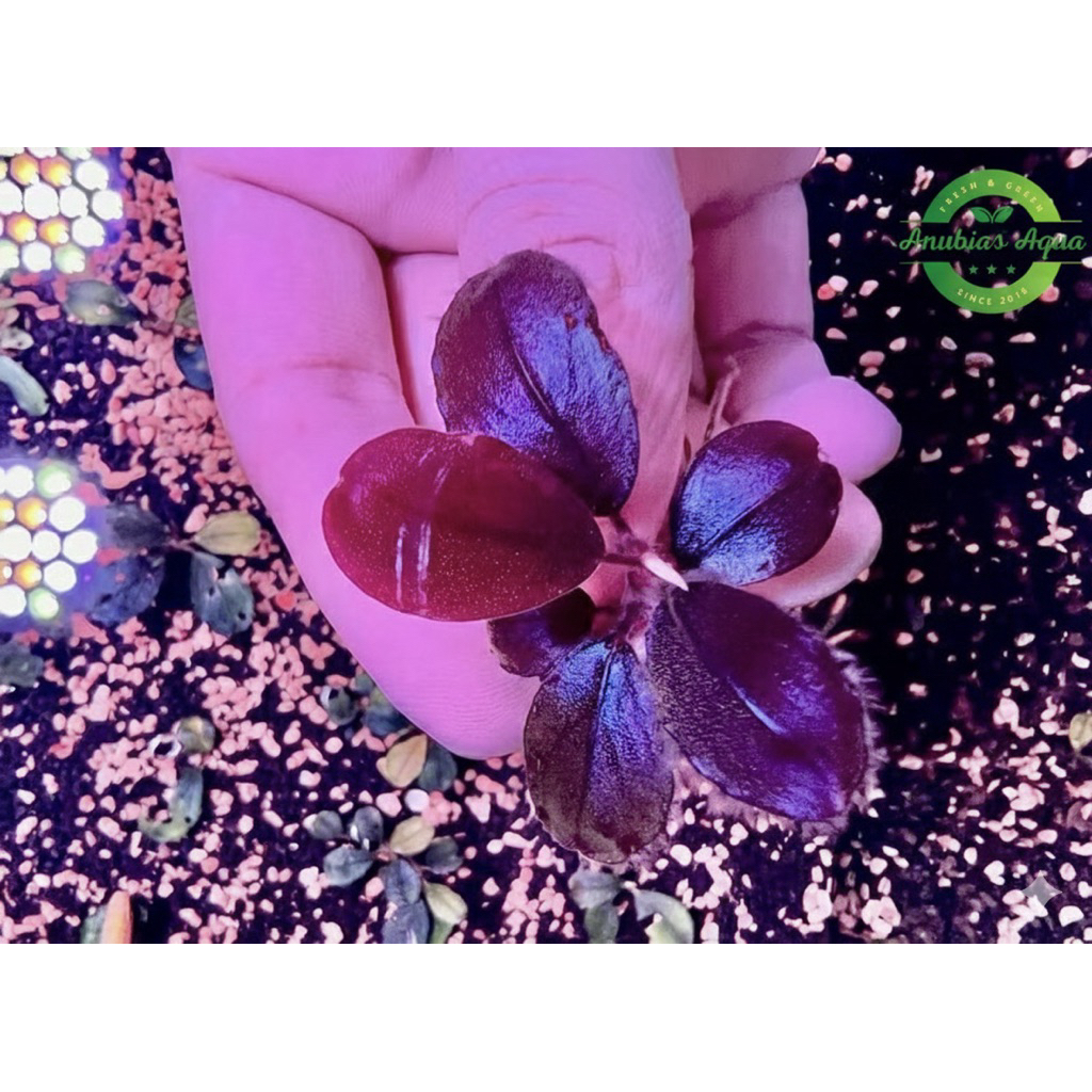 Bucep Black Rock (Bucephalandra Blackrock Helena)