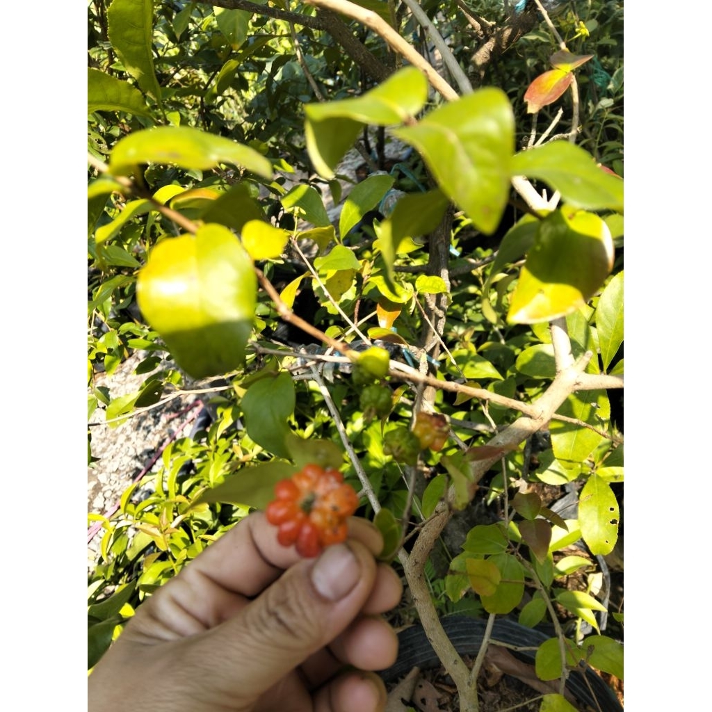 cây giống chery surinam (chery khía)