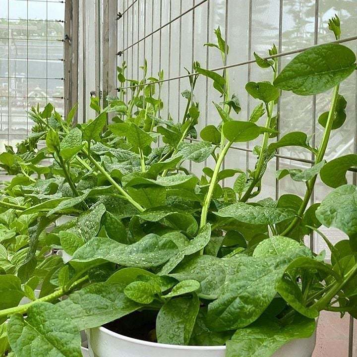 [Hạt Giống Nhật] [Tập làm vườn] - Hạt giống Jasmine loại rau ăn lá mồng tơi 3m2 Garden gói 30 hạt