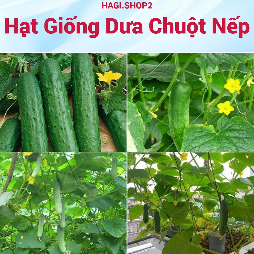 Hạt giống dưa chuột nếp cao sản HAGI.SHOP