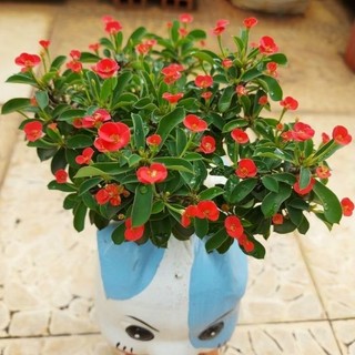 xương rồng bát tiên mini Nhật