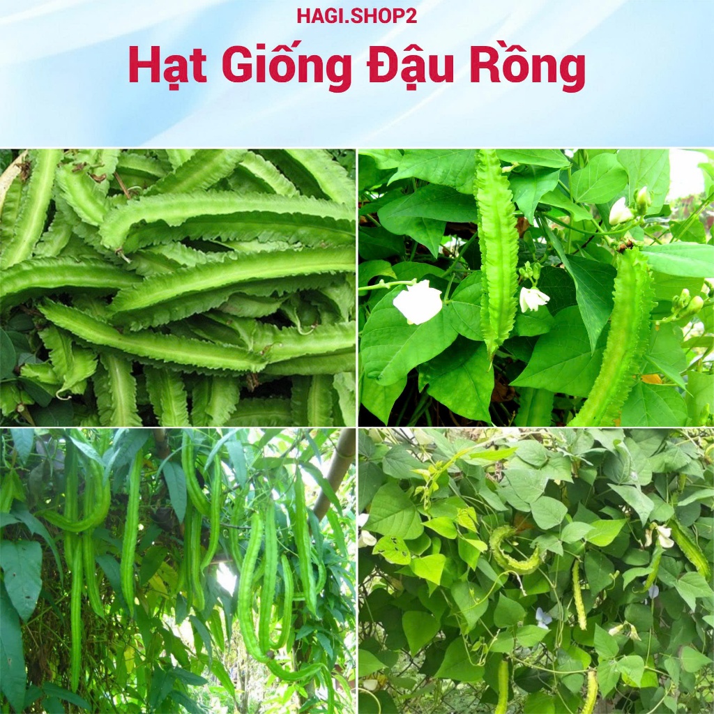 Hạt giống đậu rồng hàng công ty HAGI.SHOP
