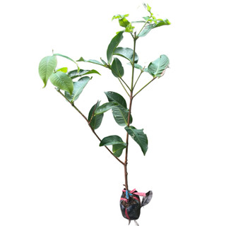 CÂY MẬN HỒNG SÓC TRĂNG - MẬN MST ( CHUẨN F1 ) - MẬN HỒNG SÓC TRĂNG cao 40-60cm