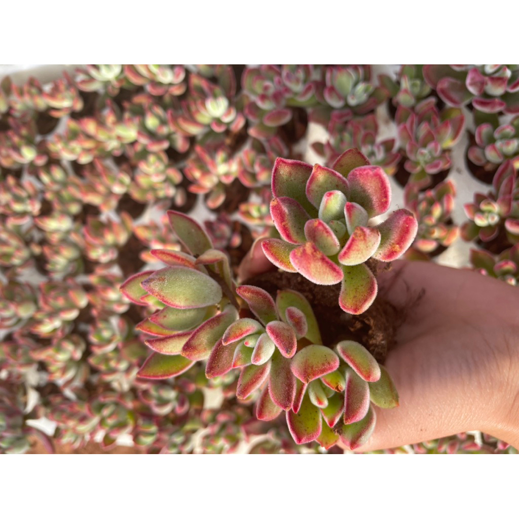 Combo 5 cây sen đá nhung đỏ cây vỉ 3-5cm LINHDAN GARDEN