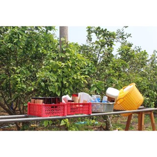 [REFILL] Nước bồ kết thảo mộc lên men tự nhiên (bao bì tái sử dụng)
