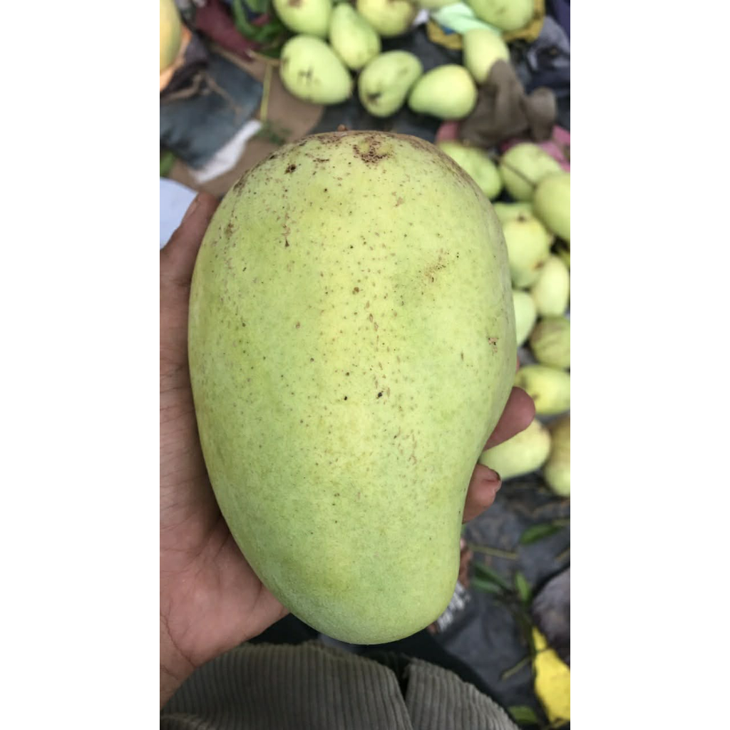 xoài tứ quý bến tre hoàng kim 3kg size bé