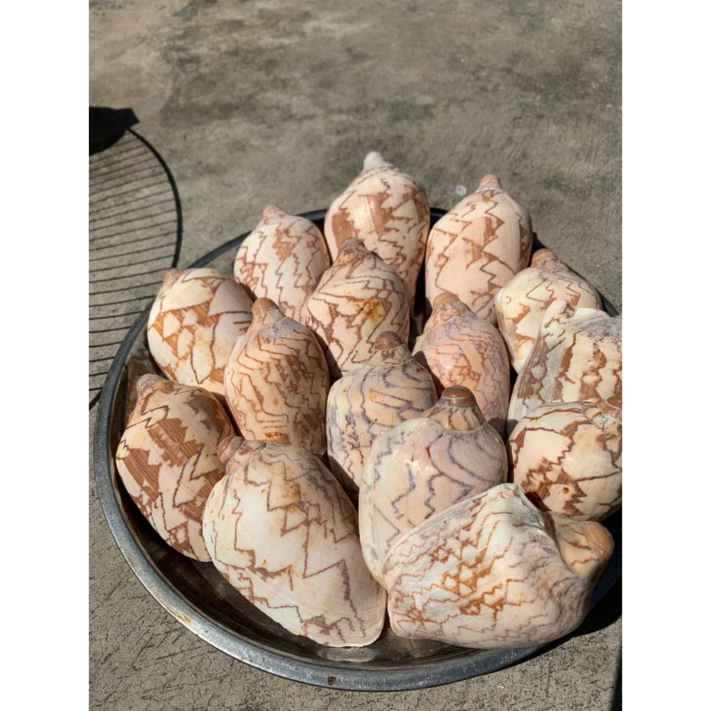 VỎ ỐC GIÁC, (Vỏ ốc sắt) - Vỏ ốc mượn hồn - Vỏ ốc trang trí nhiều kích thước đã làm sạch sẽ