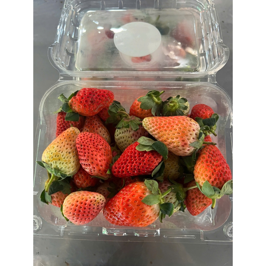 [ Ship Hỏa Tốc 1-2 tiếng ] Dâu Tây hộp 500g trái to nhỏ lộn xộn.