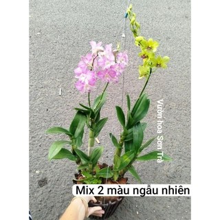 (VHST giao trong ngày) Cây LAN DENDRO mix màu, SẴN PHÂN BÓN.