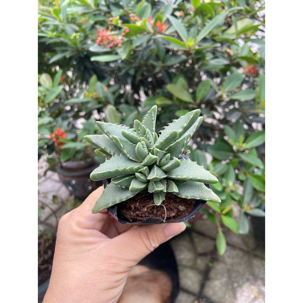 Sen đá hàm cá mập
