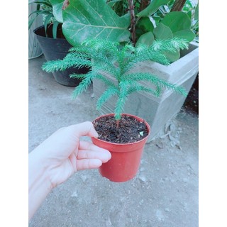 Chậu Tùng Bách Tán