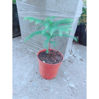 Chậu Tùng Bách Tán