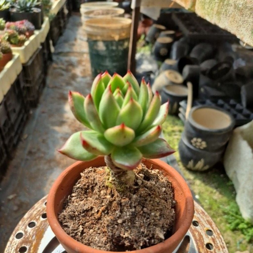 sen đá cổ thụ viền lửa đỏ Đà Lạt