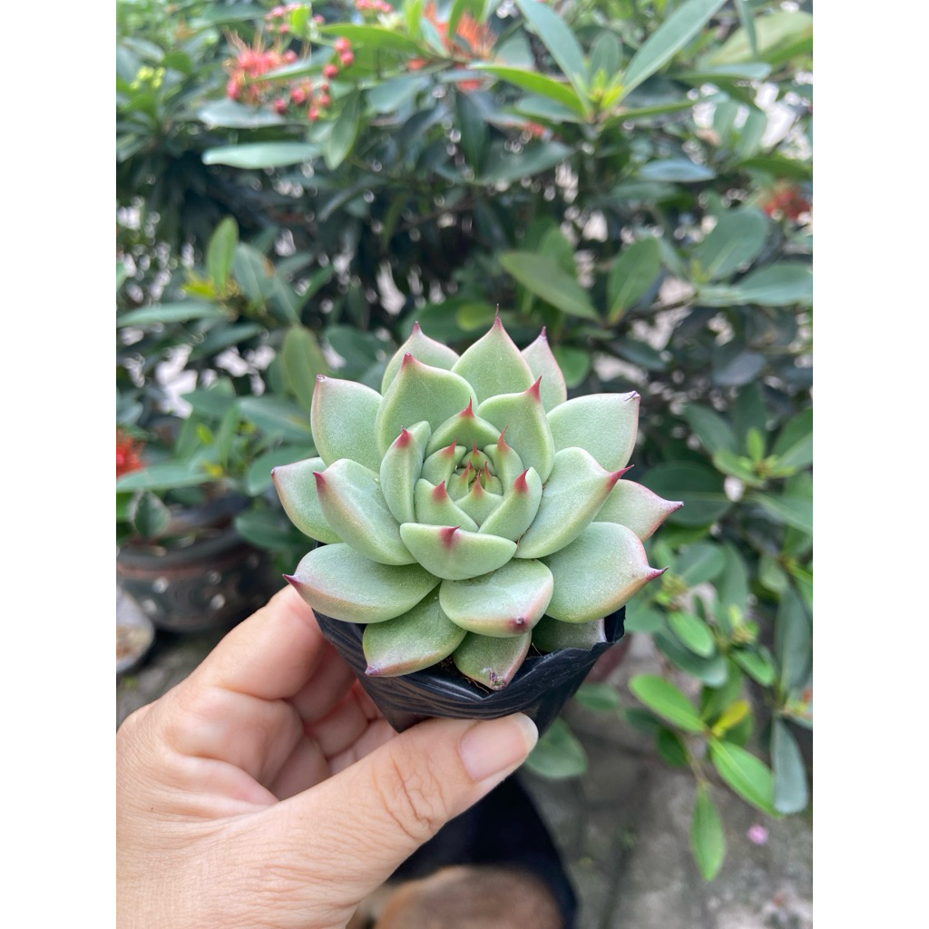Sen bánh bao lửa size bầu