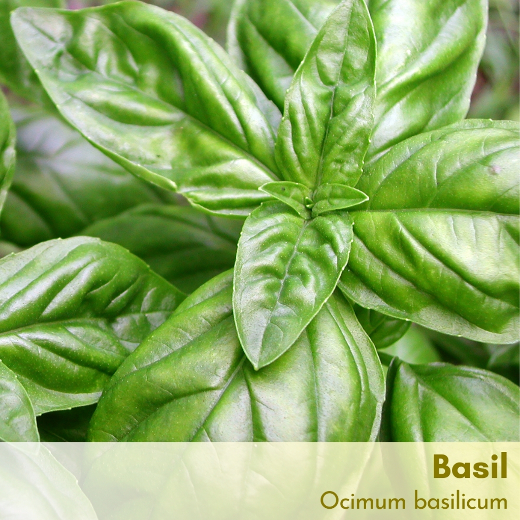 Tinh dầu Húng quế Basil Essential Oil (Húng tây)